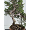 Juniperus sabina A01606 view 2