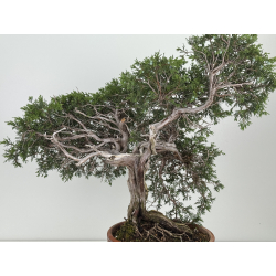 Juniperus sabina -sabina rastrera- A01606 vista 3