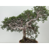 Juniperus sabina A01606 view 3