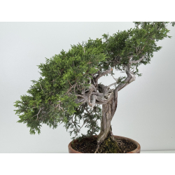 Juniperus sabina -sabina rastrera- A01606 vista 4