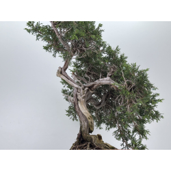Juniperus sabina A01606 view 5