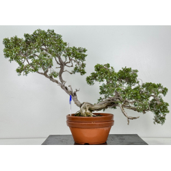 Juniperus sabina -sabina rastrera- A00874