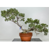 Juniperus sabina -sabina rastrera- A00874
