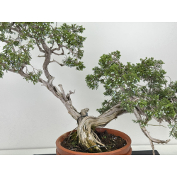 Juniperus sabina -sabina rastrera- A00874 vista 2