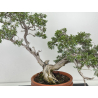 Juniperus sabina A00874 view 2