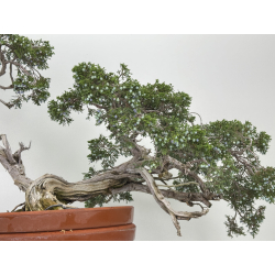 Juniperus sabina -sabina rastrera- A00874 vista 3
