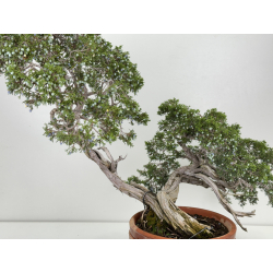 Juniperus sabina -sabina rastrera- A00874 vista 4
