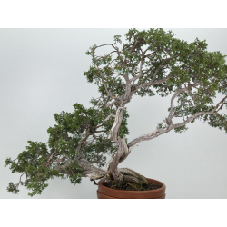 Juniperus sabina -sabina rastrera- A00874 vista 5