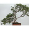 Juniperus sabina A00874 view 5