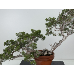 Juniperus sabina -sabina rastrera- A00874 vista 6