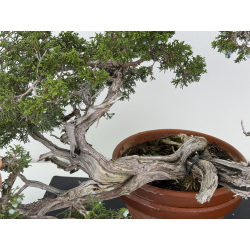 Juniperus sabina -sabina rastrera- A00874 vista 7