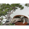 Juniperus sabina A00874 view 7