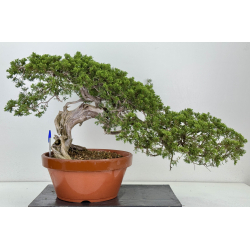 Juniperus sabina -sabina rastrera- A01628