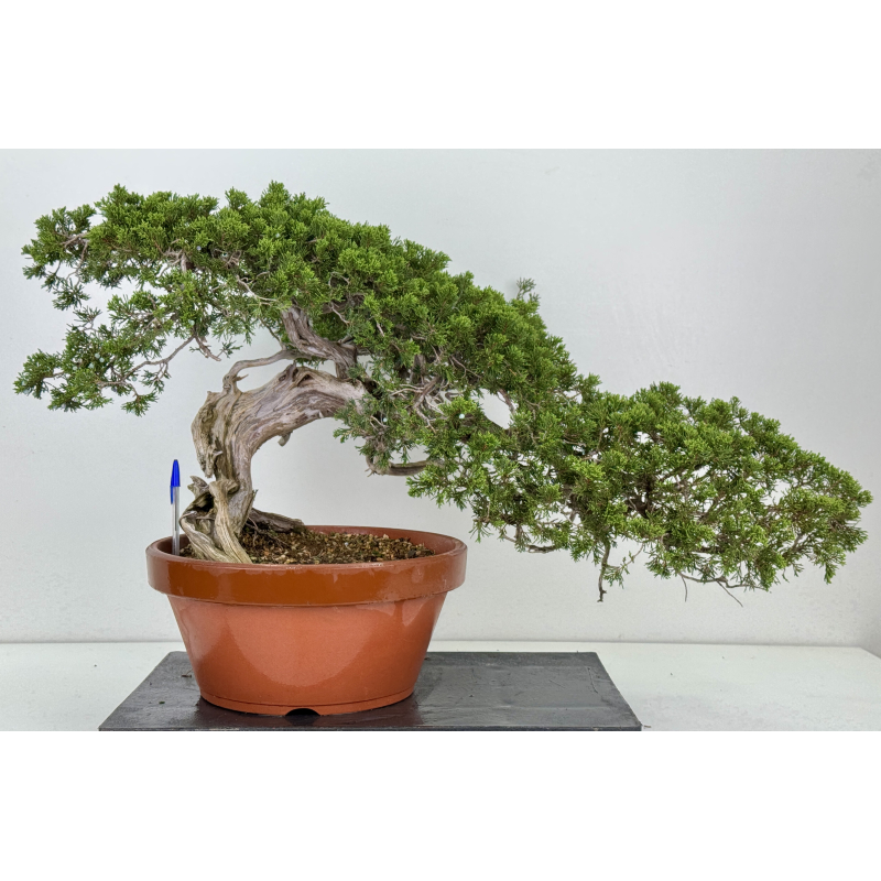 Juniperus sabina -sabina rastrera- A01628 Juniperus sabina -sabina rastrera- A01628