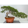 Juniperus sabina -sabina rastrera- A01628