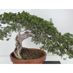 Juniperus sabina -sabina rastrera- A01628 vista 2