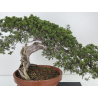 Juniperus sabina A01628 view 2
