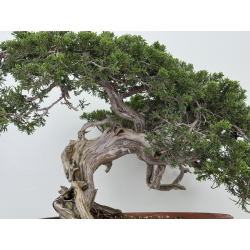 Juniperus sabina -sabina rastrera- A01628 vista 3