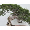 Juniperus sabina -sabina rastrera- A01628 vista 3