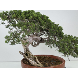 Juniperus sabina -sabina rastrera- A01628 vista 4