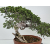 Juniperus sabina -sabina rastrera- A01628 vista 4