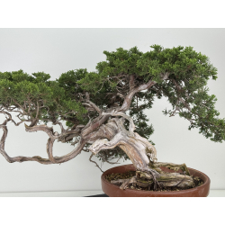 Juniperus sabina -sabina rastrera- A01628 vista 5