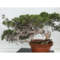 Juniperus sabina -sabina rastrera- A01628 vista 6