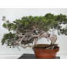 Juniperus sabina A01628 view 6