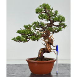Juniperus chinensis itoigawa I-8117