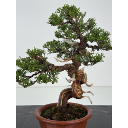 Juniperus chinensis itoigawa I-8117 view 2