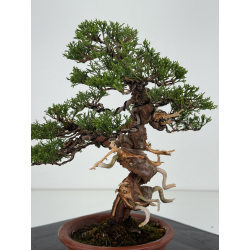 Juniperus chinensis itoigawa I-8117 view 3