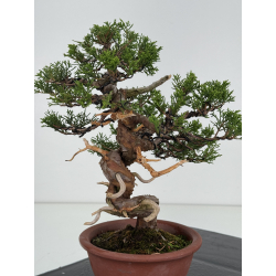 Juniperus chinensis itoigawa I-8117 view 4