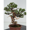 Juniperus chinensis itoigawa I-8117 vista 4