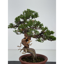 Juniperus chinensis itoigawa I-8117 view 5