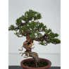 Juniperus chinensis itoigawa I-8117 vista 5
