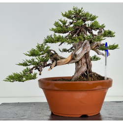 Juniperus sabina -sabina rastrera- A01637