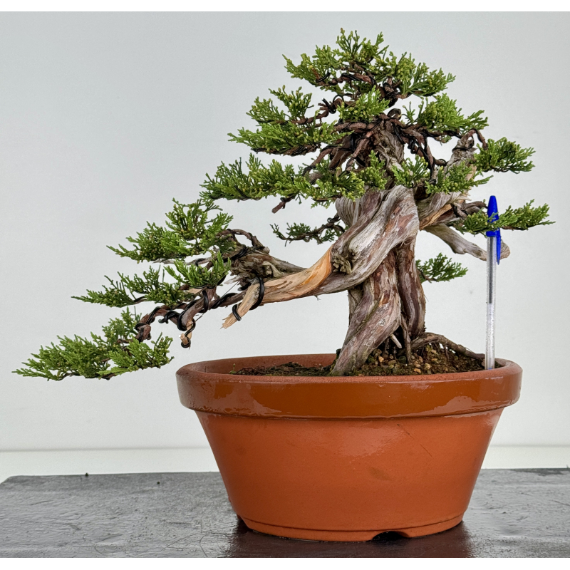 Juniperus sabina -sabina rastrera- A01637 Juniperus sabina -sabina rastrera- A01637