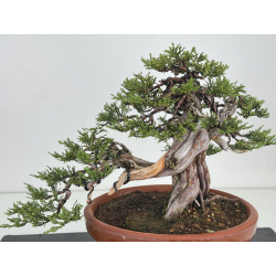 Juniperus sabina -sabina rastrera- A01637 vista 2