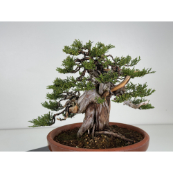 Juniperus sabina -sabina rastrera- A01637 vista 3