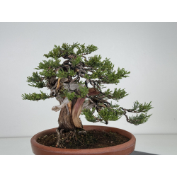Juniperus sabina -sabina rastrera- A01637 vista 4