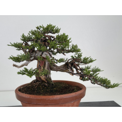Juniperus sabina -sabina rastrera- A01637 vista 5