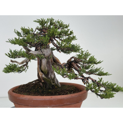 Juniperus sabina -sabina rastrera- A01637 vista 6
