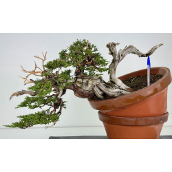Juniperus sabina -sabina rastrera- A00643