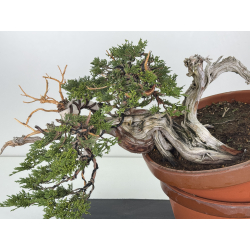Juniperus sabina -sabina rastrera- A00643 vista 2