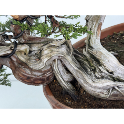 Juniperus sabina -sabina rastrera- A00643 vista 3