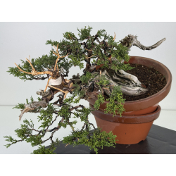 Juniperus sabina A00643 view 4