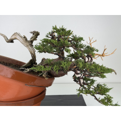Juniperus sabina -sabina rastrera- A00643 vista 5