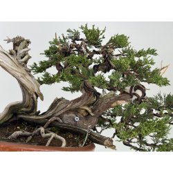 Juniperus sabina -sabina rastrera- A00643 vista 6
