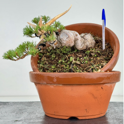 Pinus sylvestris -pino s- europeo- I-8118