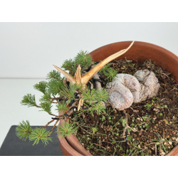 Pinus sylvestris -pino s- europeo- I-8118 vista 2